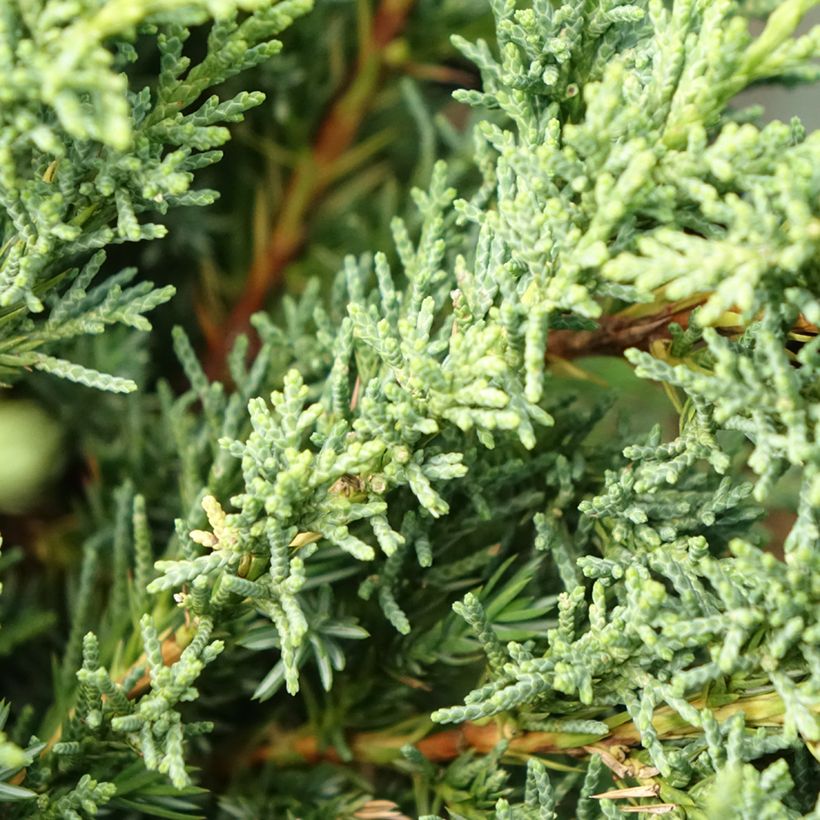 Juniperus chinensis Blaauw (Foliage)
