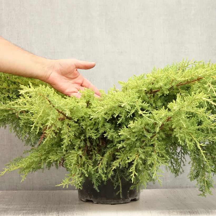Exemplar von Juniperus pfitzeriana Goldkissen Topf mit 7,5L/10L wie im Sommer geliefert