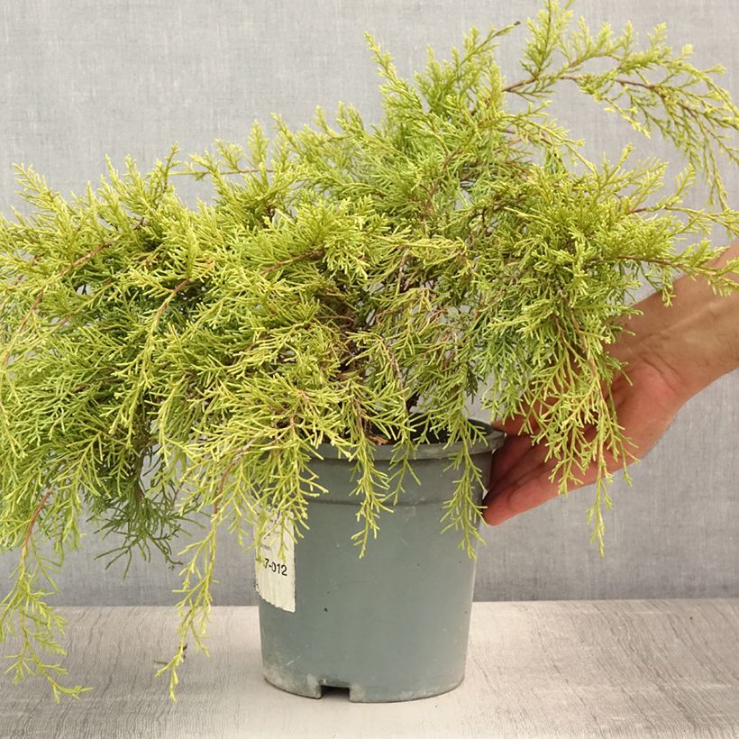 Exemplar von Juniperus pfitzeriana Gold Coast Topf mit 2L/3L wie im Sommer geliefert
