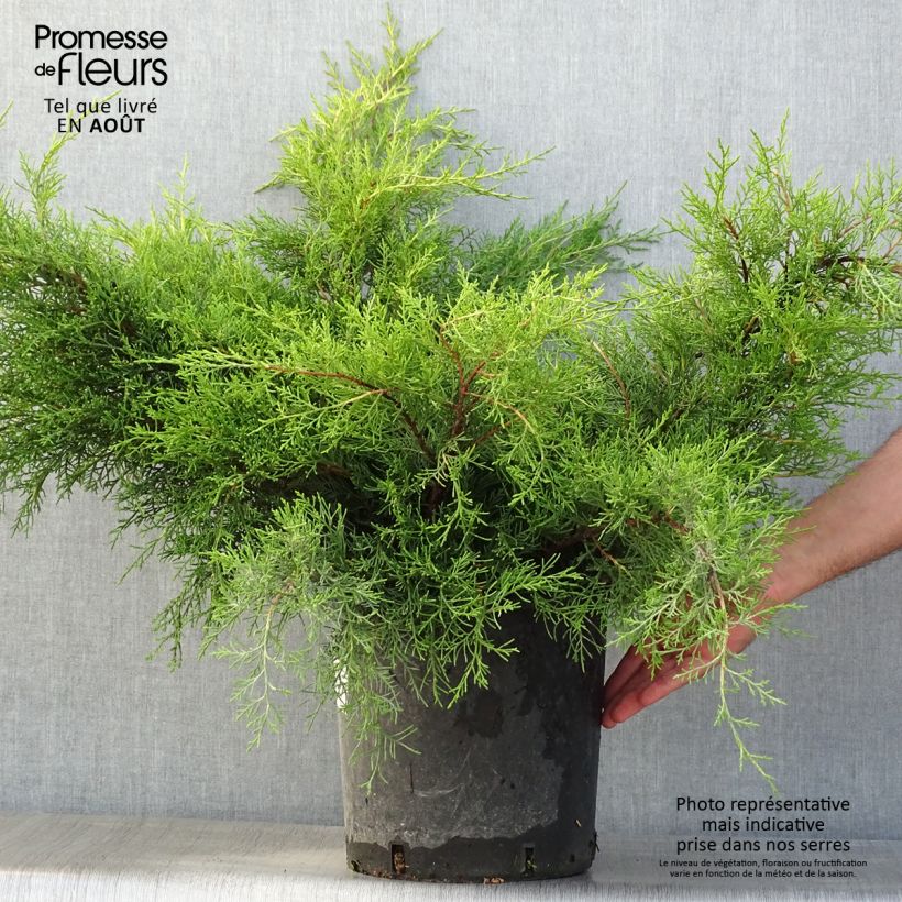 Exemplar von Juniperus media Mint Julep Topf mit 7,5L/10L wie im Sommer geliefert
