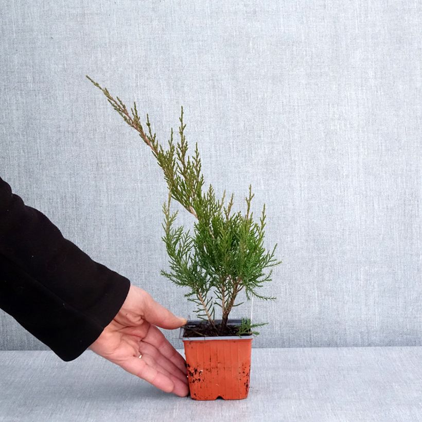Exemplar von Genévrier - Juniperus x media Mint Julep Godet de 8/9 cm wie im Winter geliefert