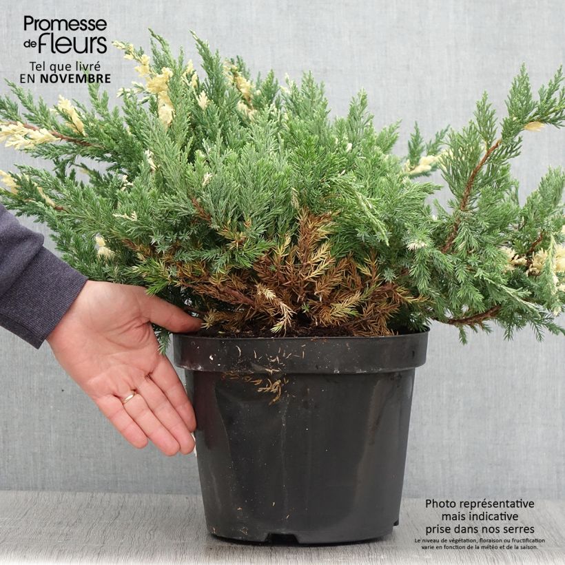Exemplar von Genévrier rampant - Juniperus chinensis Expansa Variegata Pot de 7,5L/10L wie im Herbst geliefert