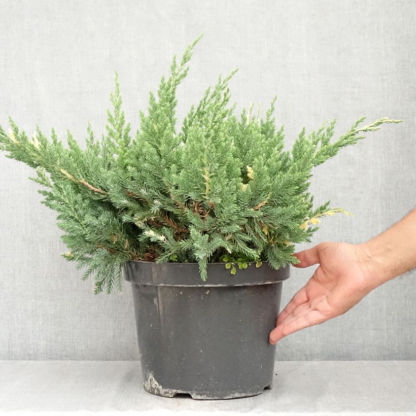 Exemplar von Juniperus chinensis Expansa Variegata Topf mit 7,5L/10L wie im Sommer geliefert