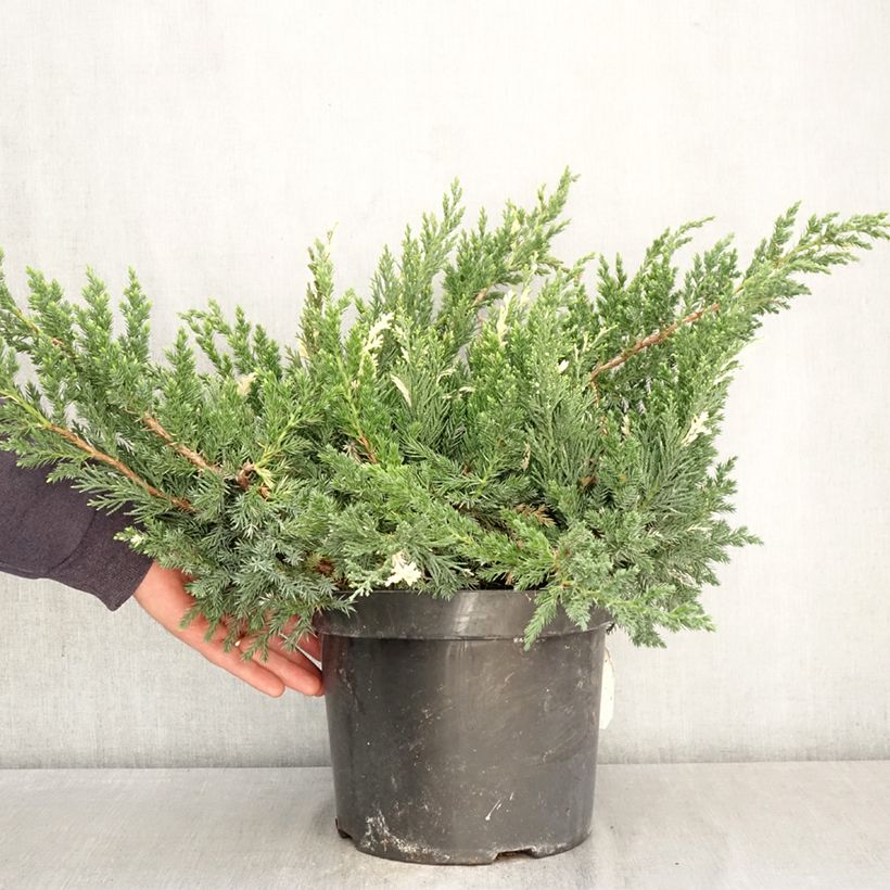 Exemplar von Juniperus chinensis Expansa Variegata Topf mit 7,5L/10L wie im Frühjahr geliefert