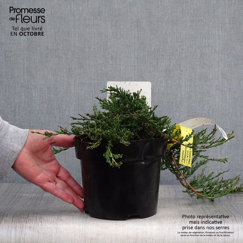 Exemplar von Juniperus horizontalis Wiltonii Topf mit 2L/3L wie im Herbst geliefert