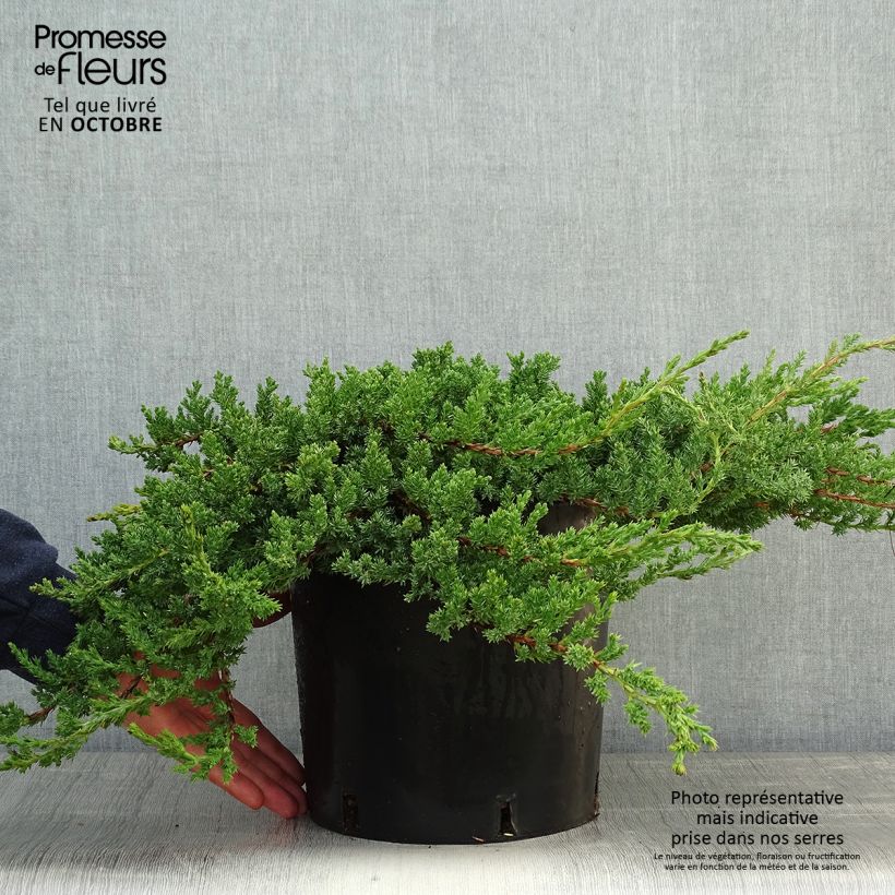 Exemplar von Genévrier rampant - Juniperus procumbens Nana Pot de 7,5L/10L wie im Herbst geliefert
