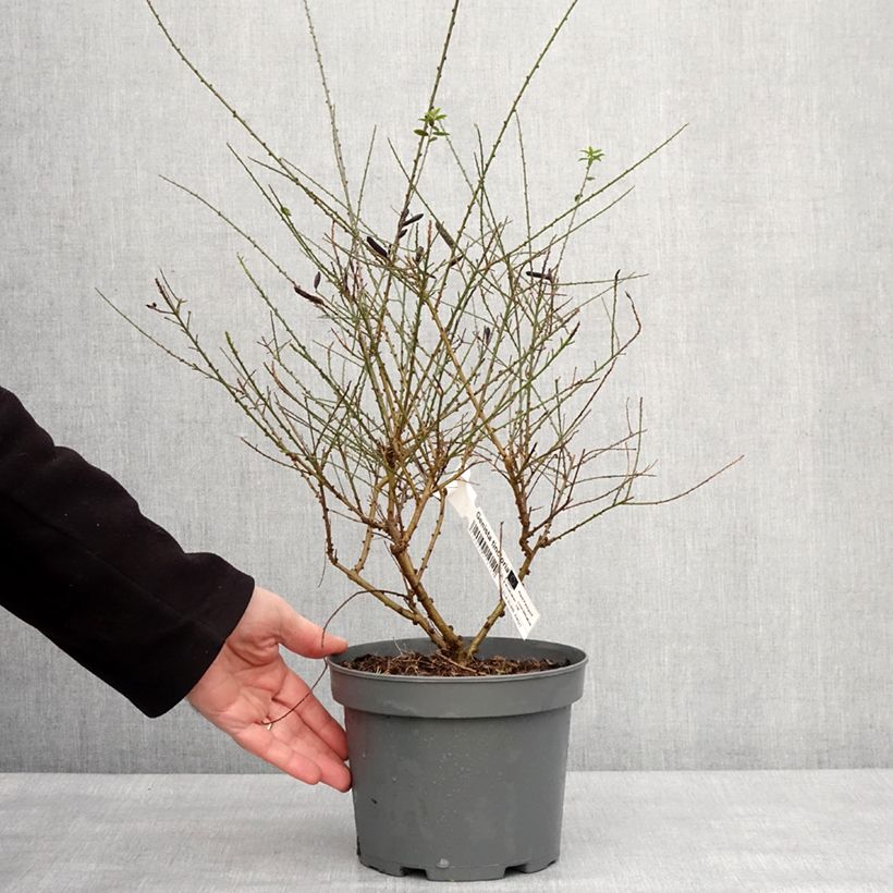 Exemplar von Genista tinctoria - Genêt des teinturiers Pot de 3L/4L wie im Winter geliefert