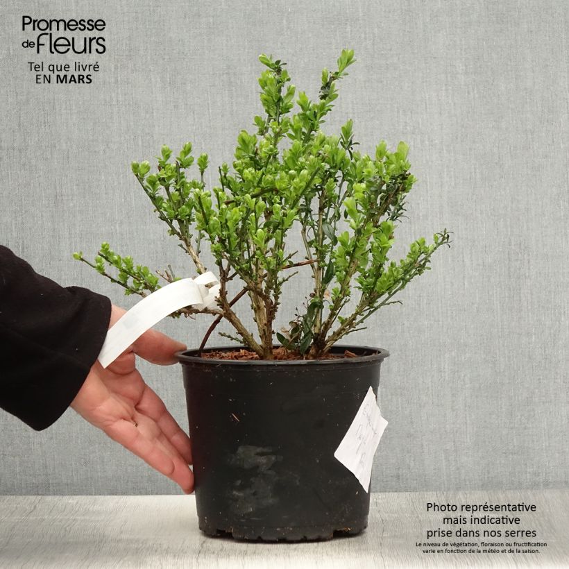 Example of Färber-Ginster - Genista tinctoria Topf mit 3L/4L as you get in printemps