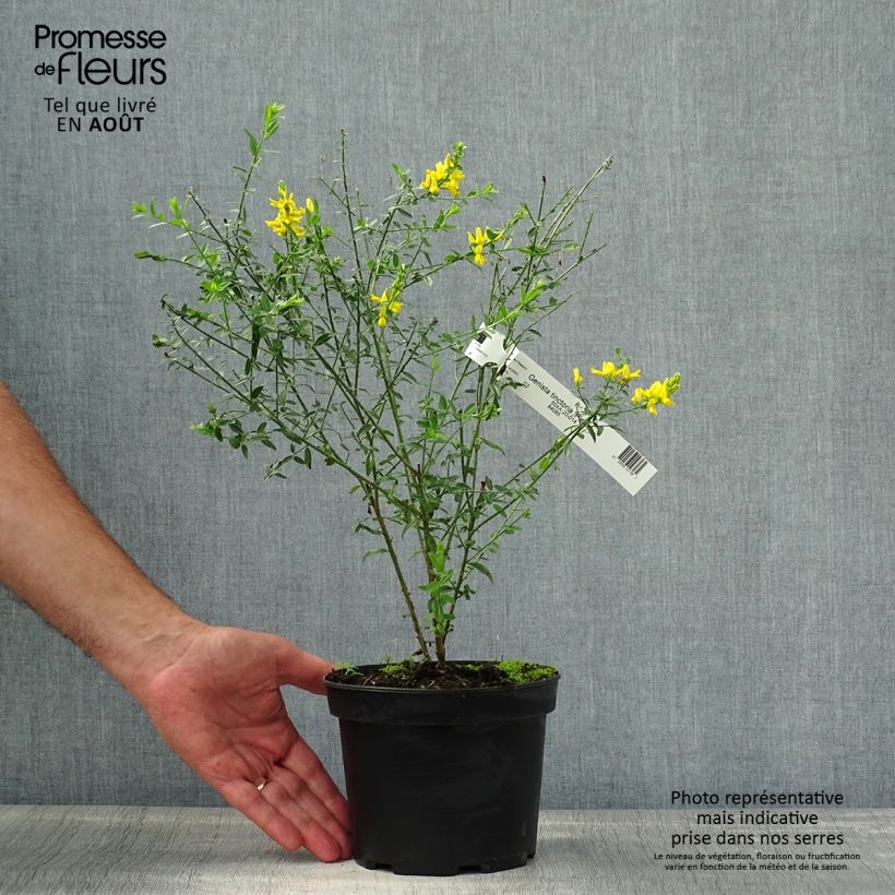 Exemplar von Färber-Ginster Plena - Genista tinctoria Topf mit 2L/3L wie im Sommer geliefert