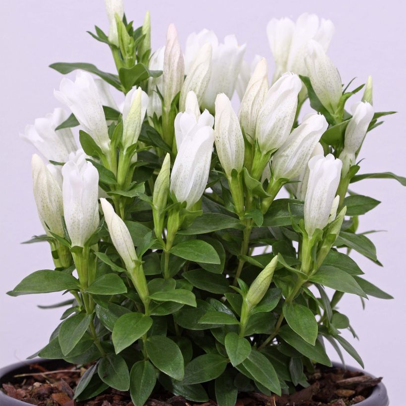 Gentiana makinoi White Magic - Enzian (Wuchs)