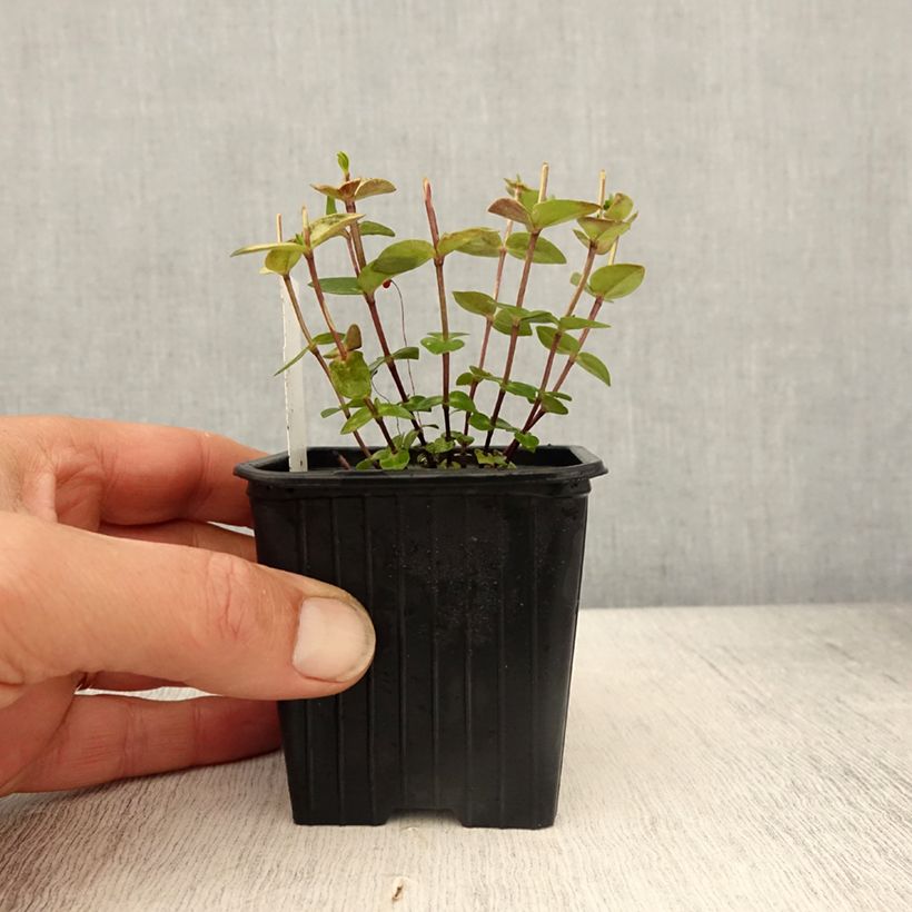 Example of Gentiana scabra Zuki-rindo - Enzian Kleine Töpfe von 8/9 cm as you get in printemps