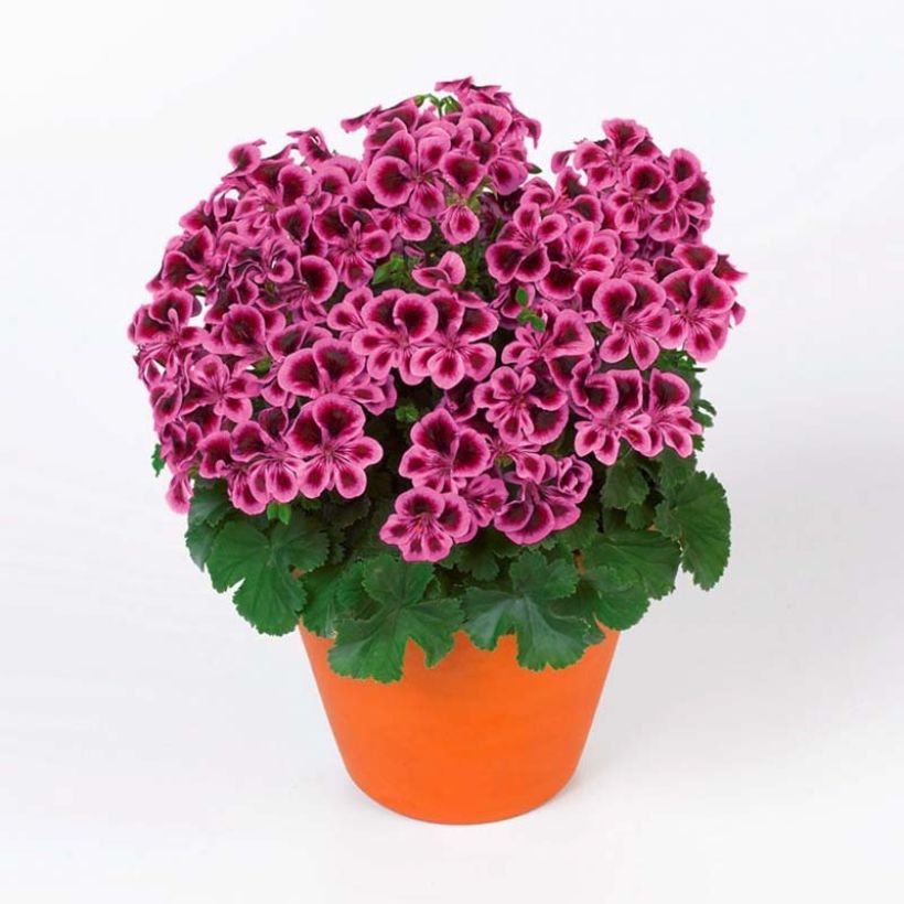 Englische Geranie Angel Eyes Blueberry - Pelargonium (Plant habit)
