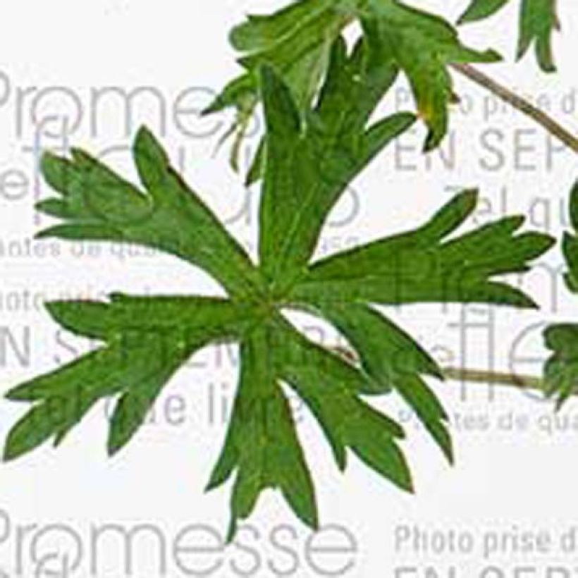 Storchschnabel Orion - Geranium (Foliage)