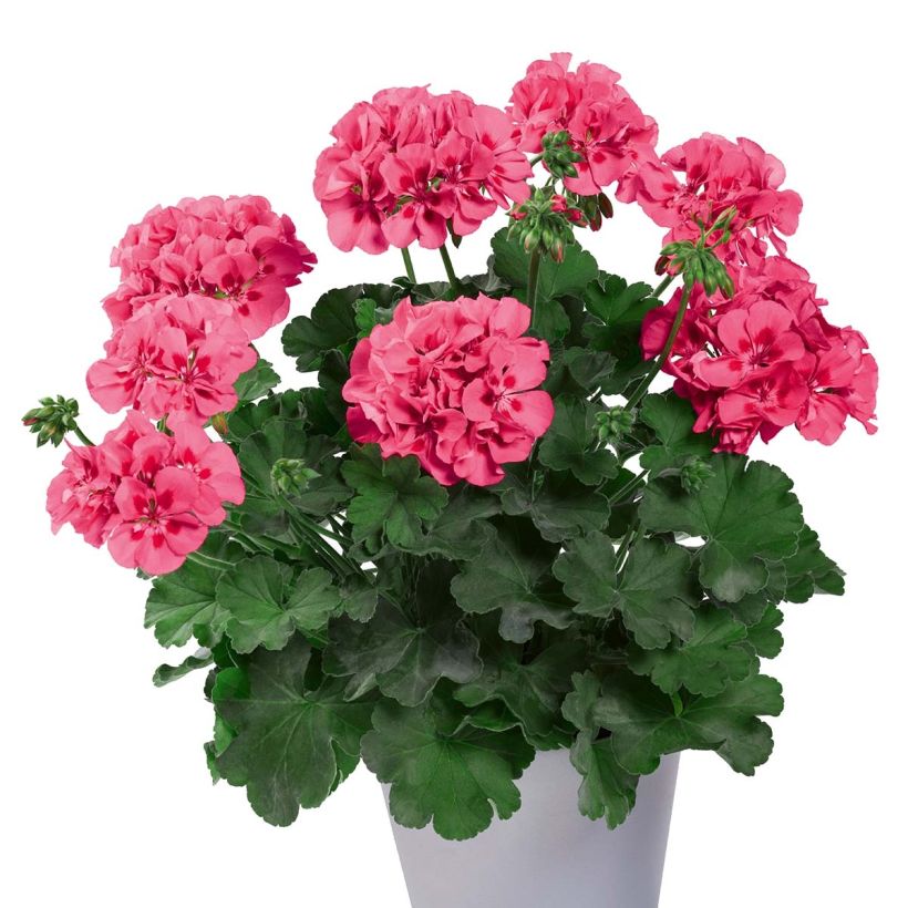 Zonal-Pelargonie TwoinOne Hot Pink Splash - Pelargonium (Wuchs)