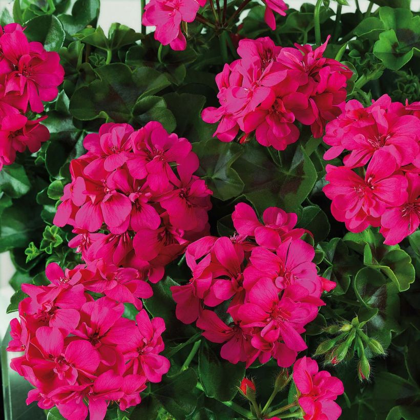 Hängegeranie Big 5 Neon Pink - Pelargonium (Blüte)