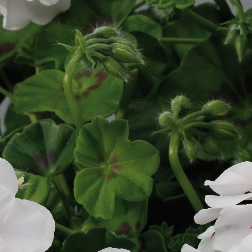 Hängegeranie Big 5 White - Pelargonium (Laub)