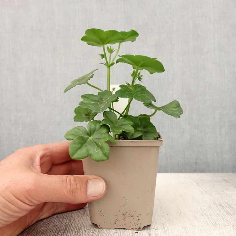 Exemplar von Hängegeranie Rainbow Amethyst - Pelargonium Kleine Töpfe von 8/9 cm wie im Frühjahr geliefert