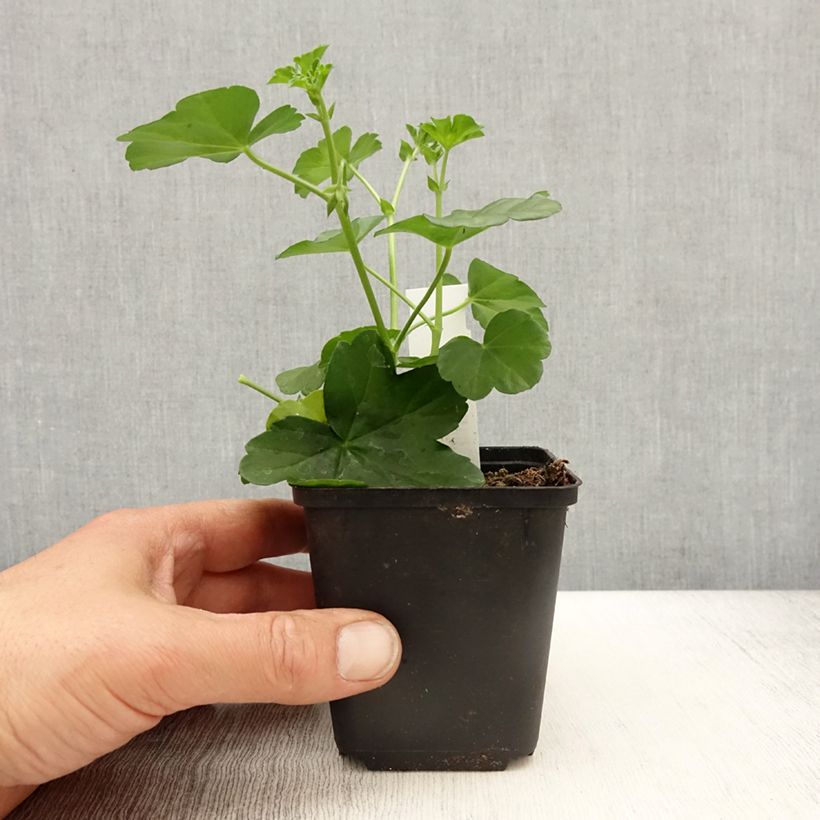 Exemplar von Hängegeranie Balcon Desrumeaux - Pelargonium Kleine Töpfe von 8/9 cm wie im Frühjahr geliefert