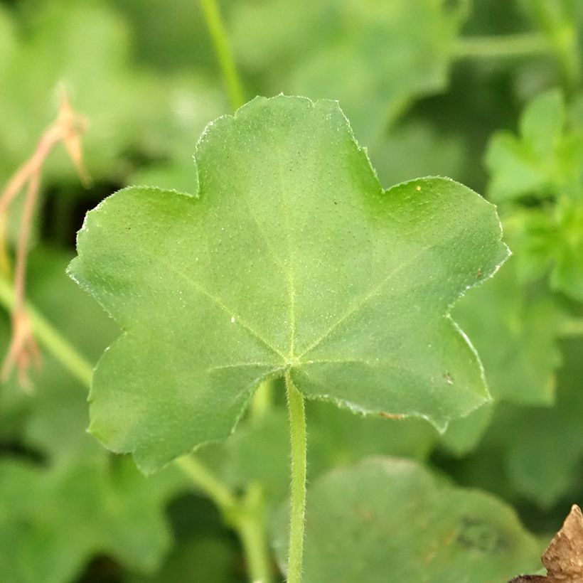 Hängegeranie Balcon Lilas, Lila - Pelargonium (Foliage)