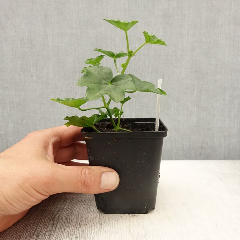 Exemplar von Hängegeranie Balcon Imperial Red, rouge, rood - Pelargonium Kleine Töpfe von 8/9 cm wie im Frühjahr geliefert