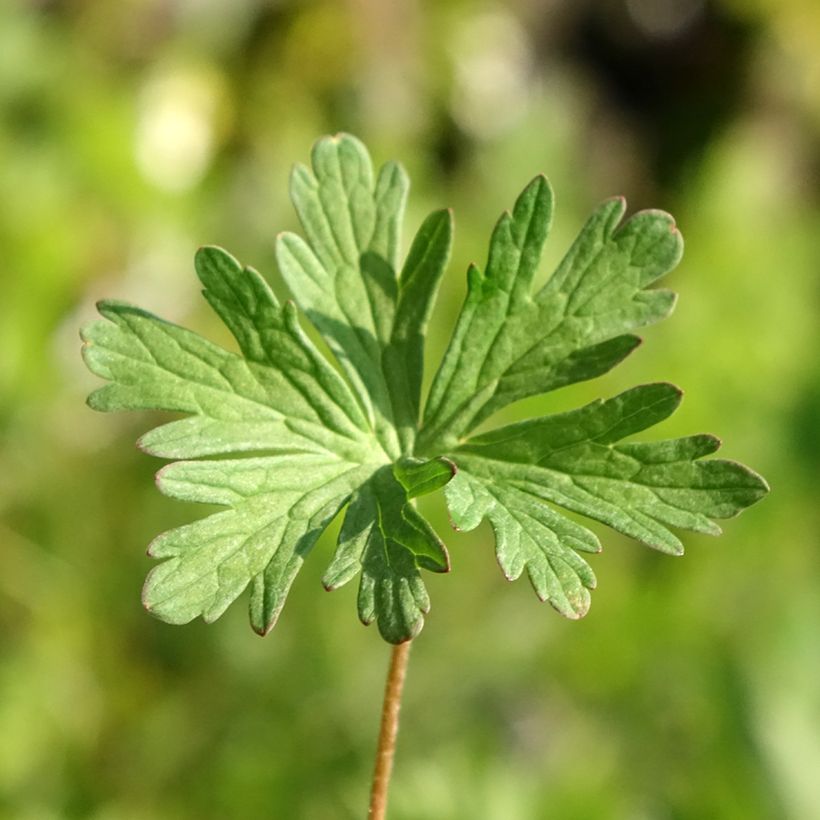 Geranium pratense Else Lacey - Wiesen-Storchschnabel (Laub)