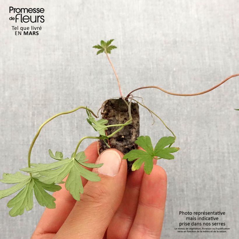 Exemplar von Geranium pratense Else Lacey - Wiesen-Storchschnabel Mini-Plug Ø 1,5/2,5 cm wie im Frühjahr geliefert