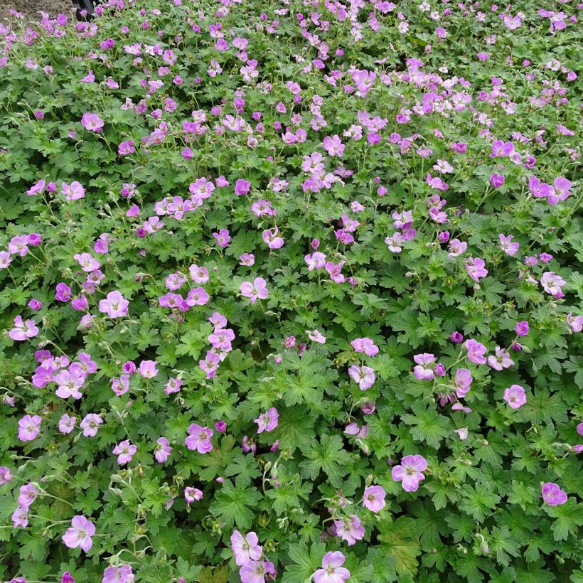 Geranium riversleaianum Mavis Simpson - Storchschnabel (Wuchs)
