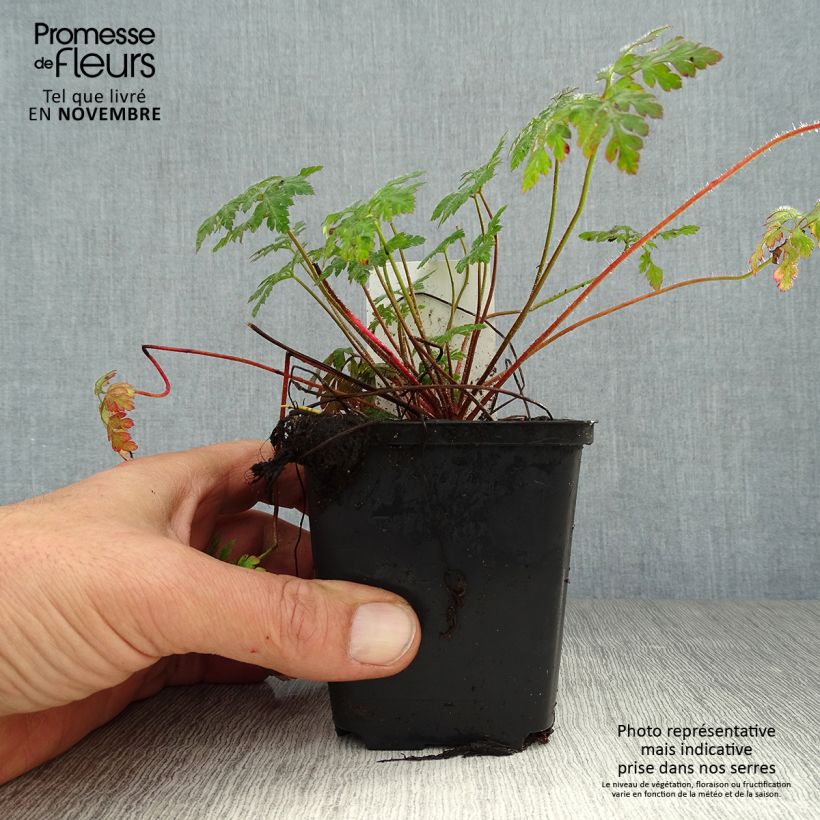 Exemplar von Geranium robertianum - Géranium Herbe à Robert Godet de 8/9 cm wie im Herbst geliefert