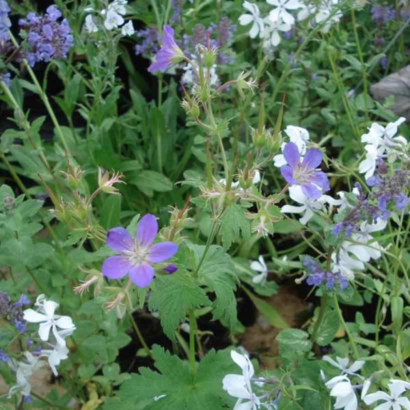 Geranium sylvaticum Ice Blue - Wald-Storchschnabel (Plant habit)