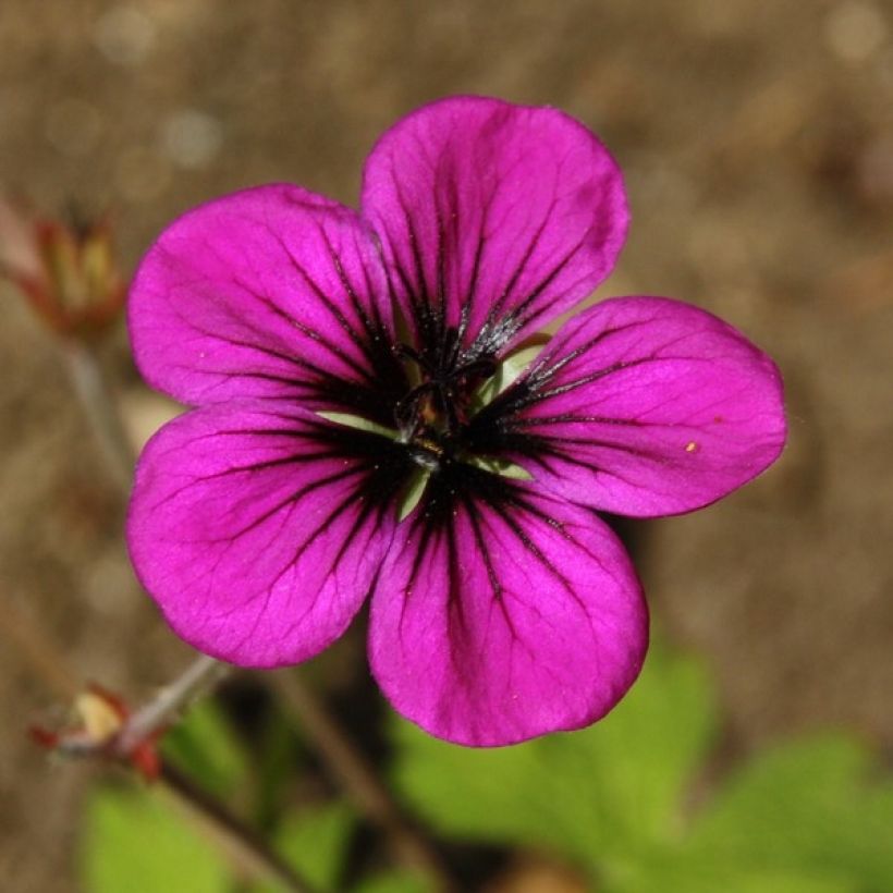 Storchschnabel Ann Folkard - Geranium (Flowering)