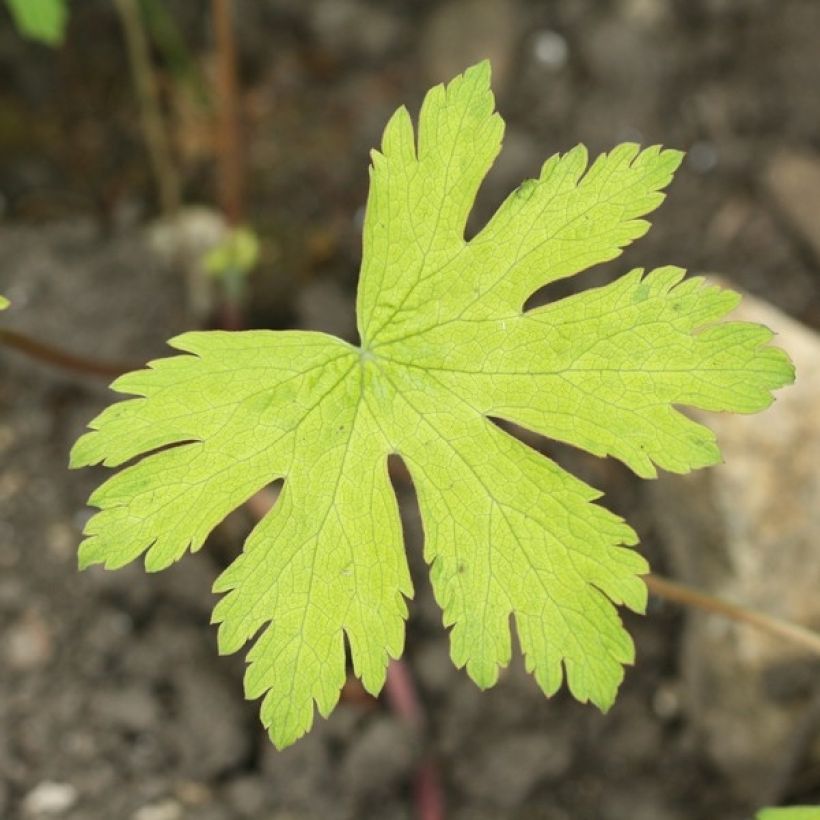 Storchschnabel Ann Folkard - Geranium (Foliage)