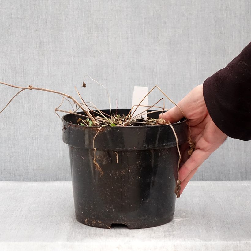 Example of Storchschnabel Ann Folkard - Geranium Topf mit 2L/3L as you get in hiver