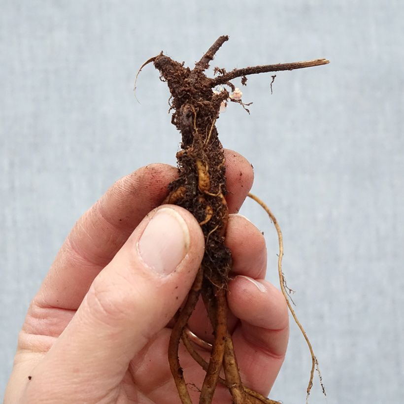 Example of Storchschnabel Ann Folkard - Geranium Wurzelnackt as you get in hiver