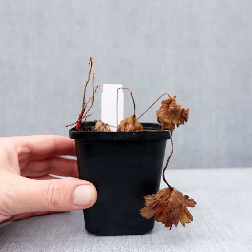 Exemplar von Géranium vivace Anne's Family Carol Anne Godet de 8/9 cm wie im Winter geliefert