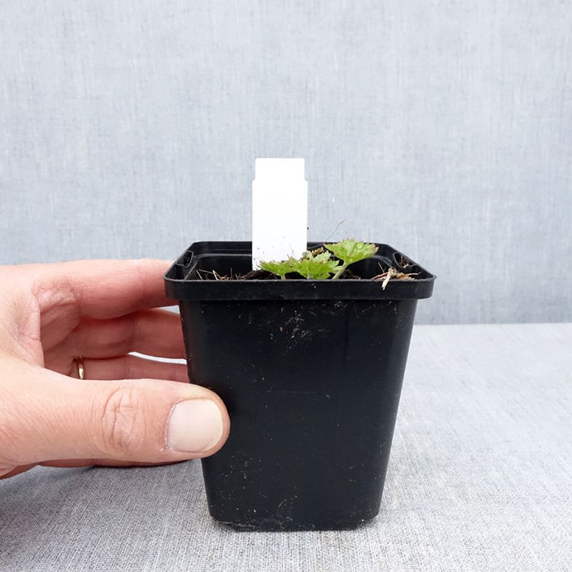 Example of Geranium sanguineum Anne's Family Carol Anne - Blutstorchschnabel Kleine Töpfe von 8/9 cm as you get in printemps