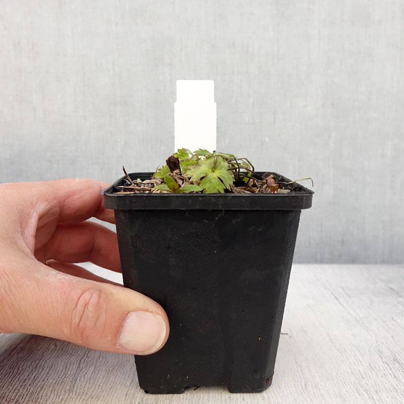 Example of Storchschnabel Anne's Family Mary Anne - Geranium Kleine Töpfe von 8/9 cm as you get in printemps