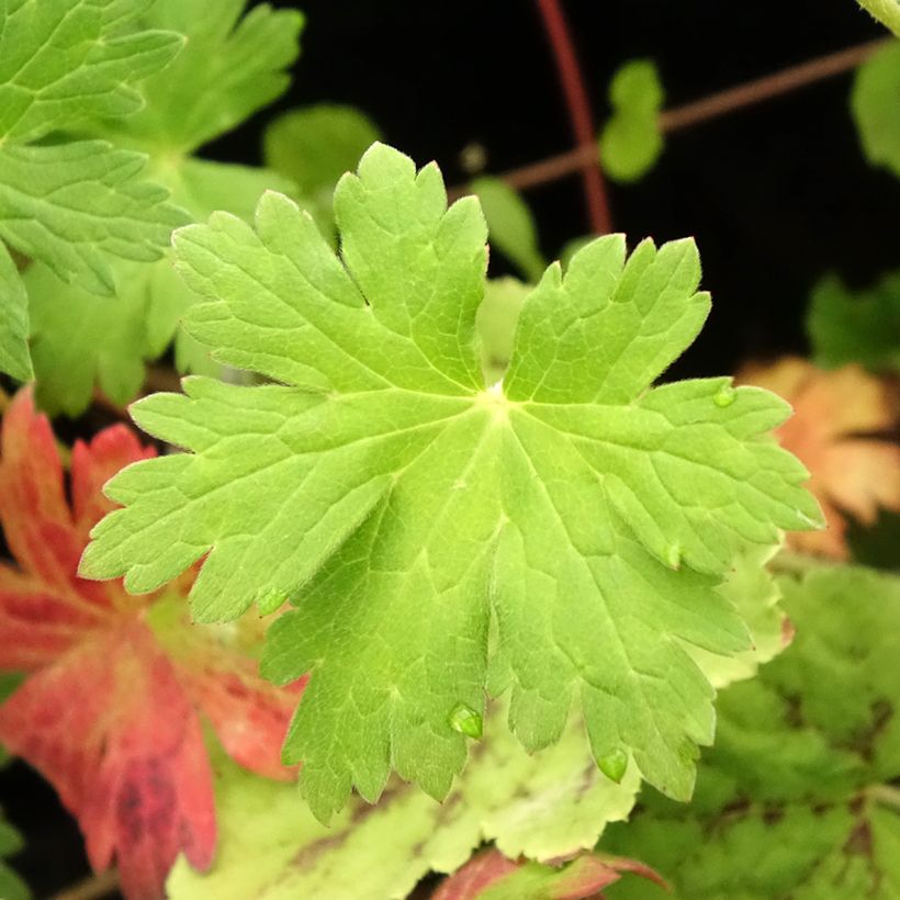 Storchschnabel Anne Thomson - Geranium (Foliage)