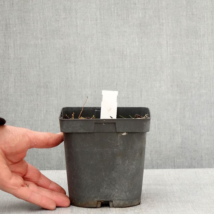 Example of Storchschnabel Blue Sunrise - Geranium Topf mit 2L/3L as you get in printemps