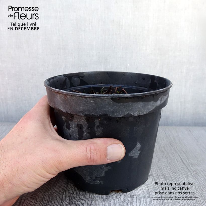 Exemplar von Géranium vivace Blushing Turtle Pot de 2L/3L wie im Herbst geliefert