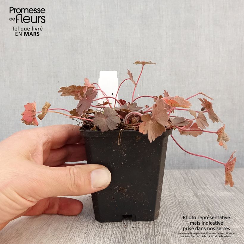 Example of Geranium sessiliflorum Bob's Blunder - Storchschnabel Kleine Töpfe von 8/9 cm as you get in printemps