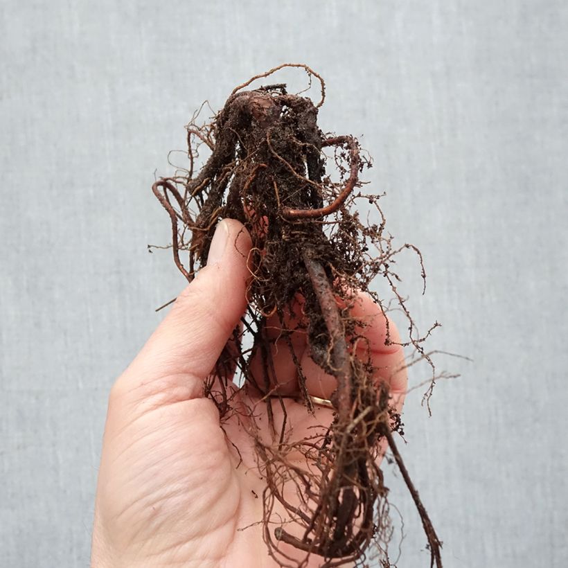 Example of Storchschnabel Brookside - Geranium Wurzelnackt as you get in hiver