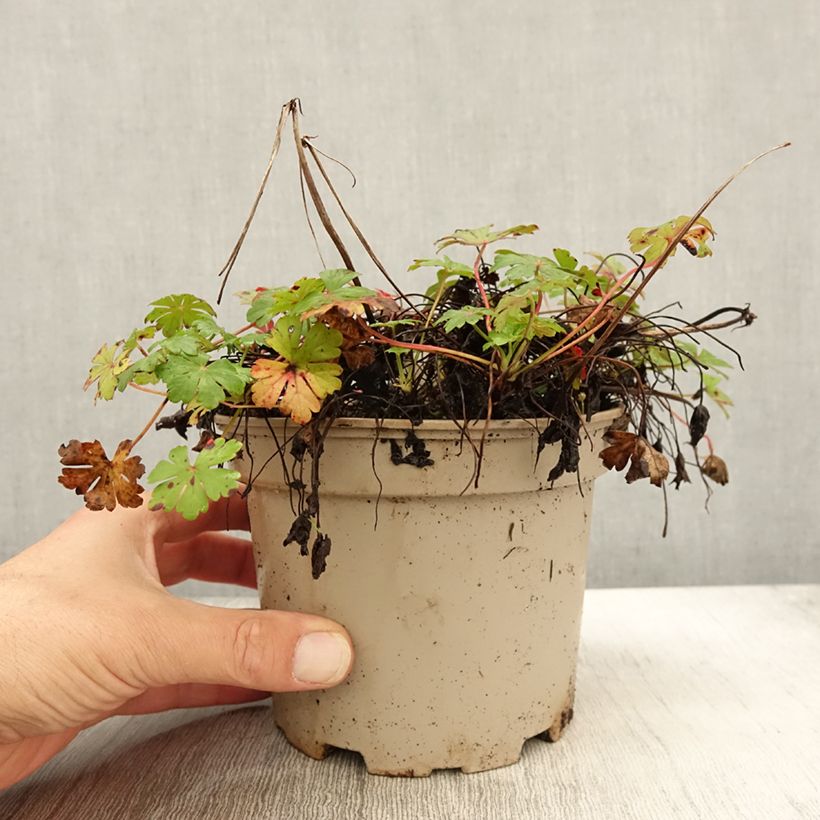 Exemplar von Geranium cantabrigiense Biokovo - Cambridge Storchschnabel Topf mit 2L/3L wie im Herbst geliefert
