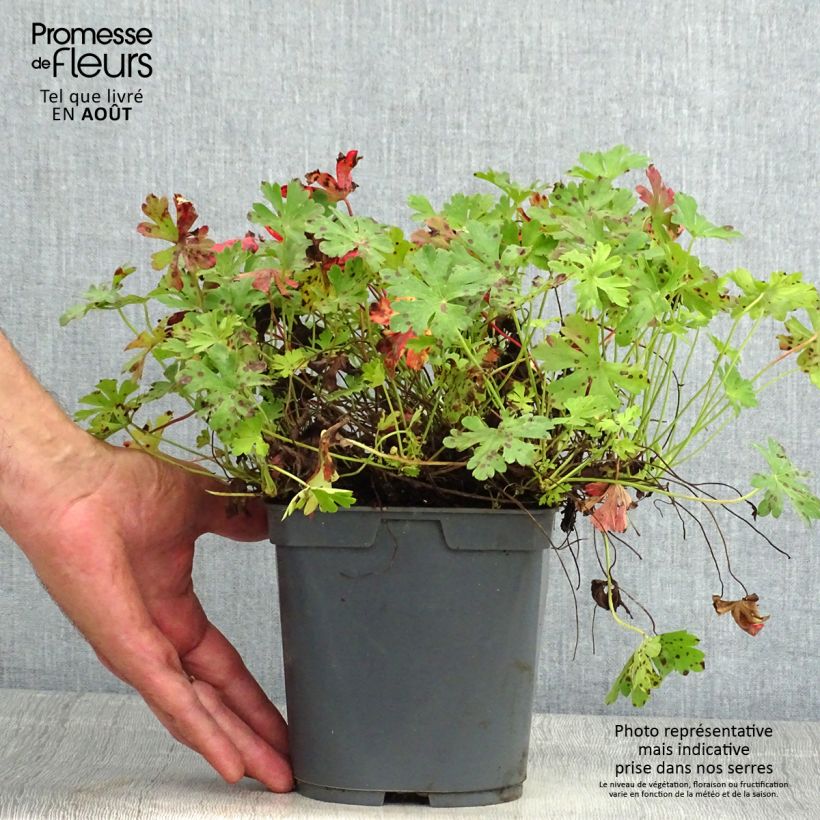 Exemplar von Geranium cantabrigiense Biokovo - Cambridge Storchschnabel Topf mit 2L/3L wie im Sommer geliefert