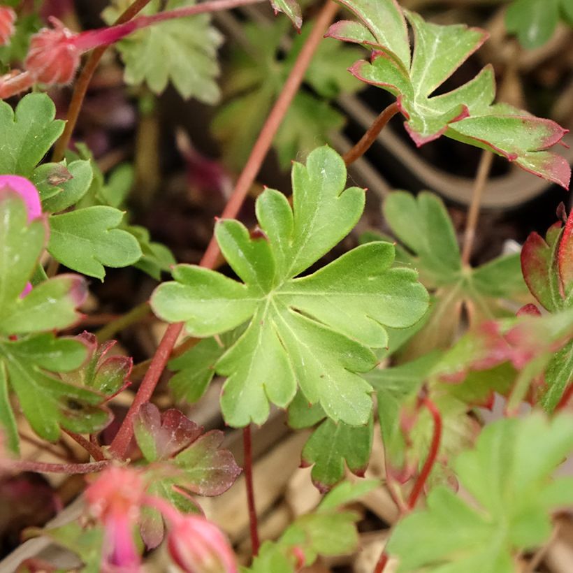 Geranium cantabrigiense Crystal Rose - Cambridge Storchschnabel (Laub)