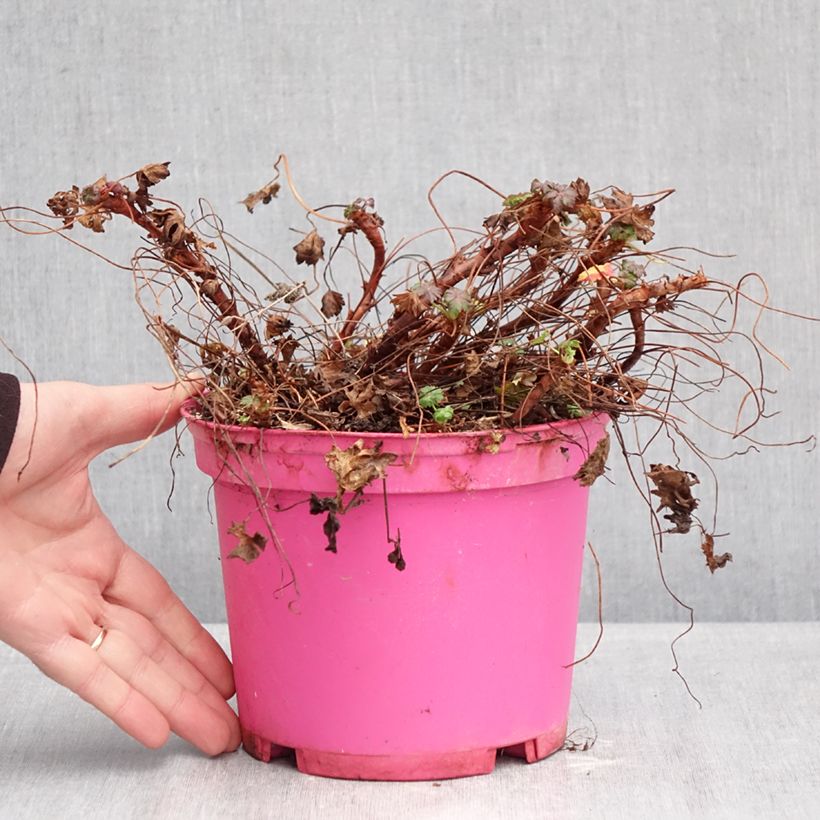 Example of Geranium cantabrigiense Karmina - Cambridge Storchschnabel Topf mit 2L/3L as you get in hiver