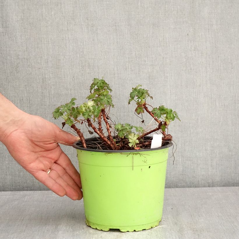 Exemplar von Geranium cantabrigiense Karmina - Cambridge Storchschnabel Topf mit 2L/3L wie im Frühjahr geliefert