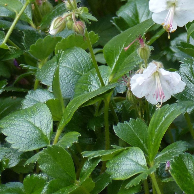 Geranium cantabrigiense St Ola - Cambridge Storchschnabel (Foliage)