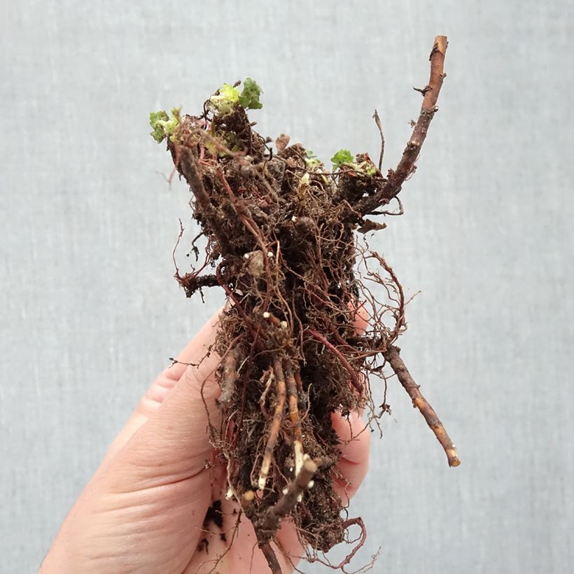 Example of Geranium cantabrigiense St Ola - Cambridge Storchschnabel Wurzelnackt as you get in hiver