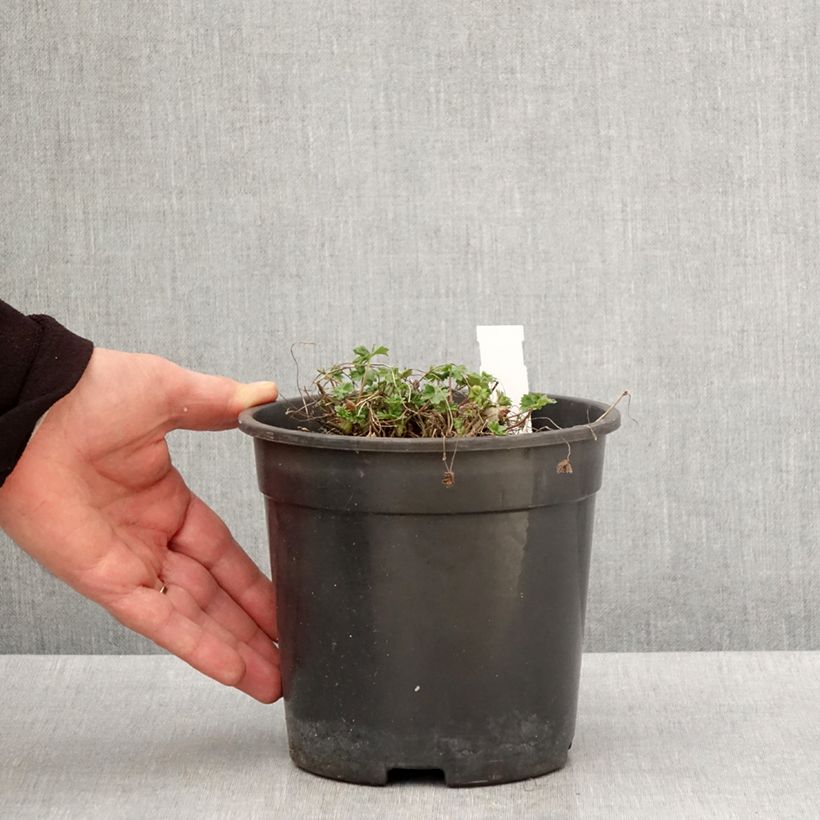 Example of Geranium cinereum Jolly Jewel Night - Aschgrauer Storchschnabel Topf mit 2L/3L as you get in printemps