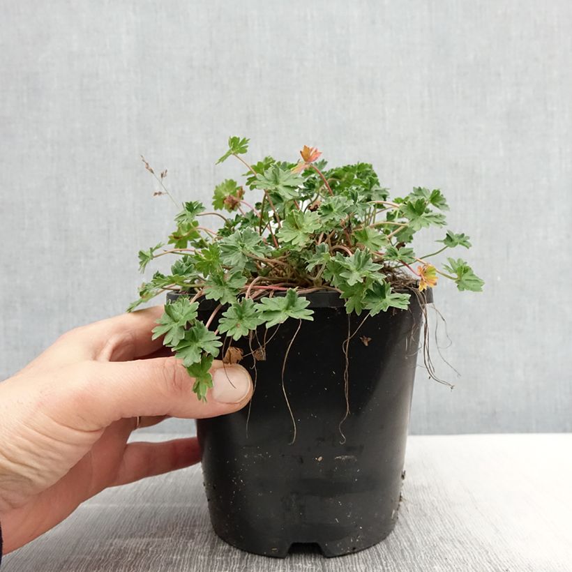 Exemplar von Geranium cinereum Laurence Flatman - Aschgrauer Storchschnabel Topf mit 1,5L/2L wie im Frühjahr geliefert